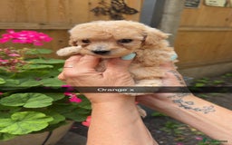 Poochon dogs for sale: Poochon Puppies - Image 30