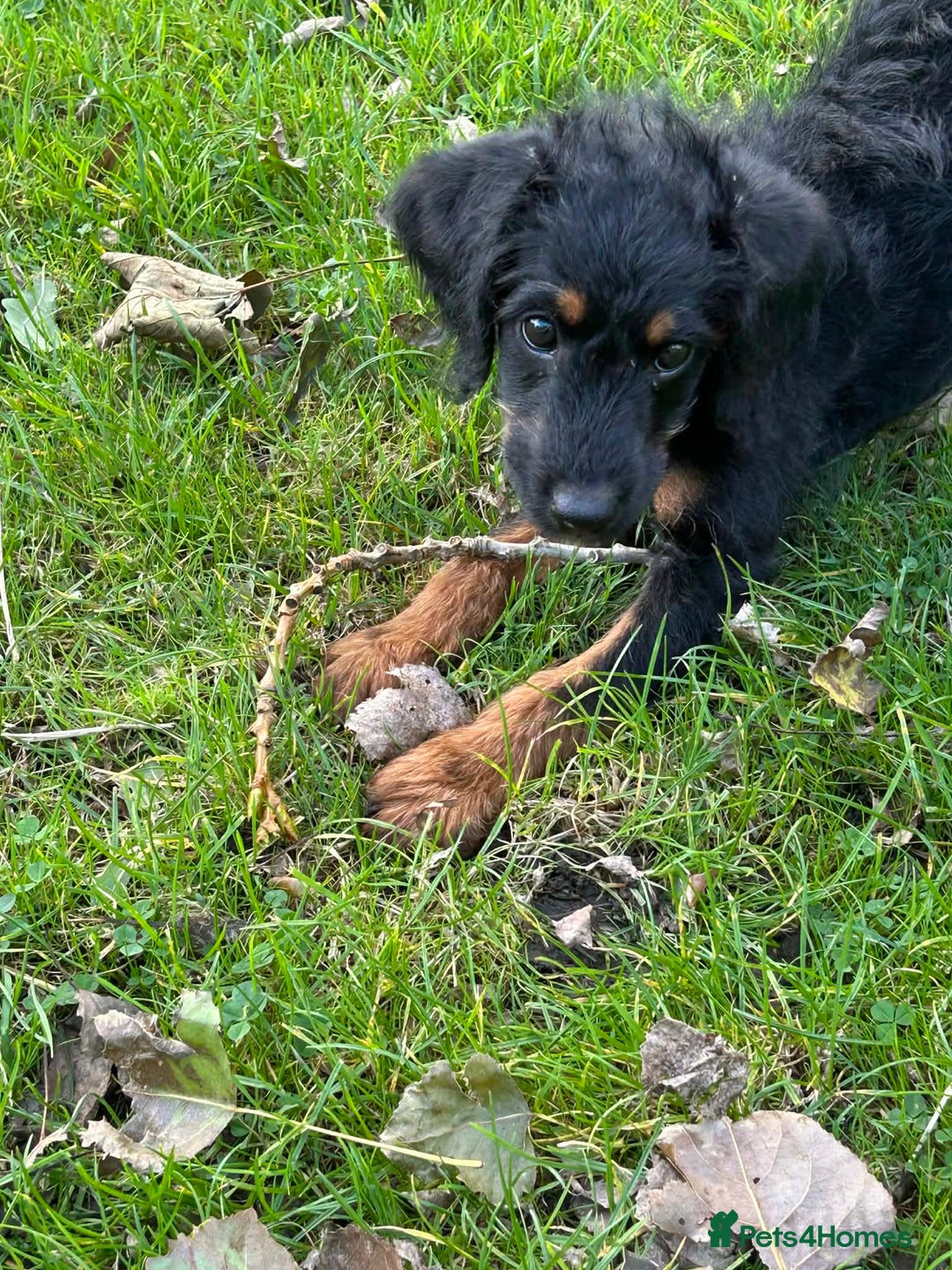 Labradoodle dogs for sale: F1B labradoodle  - Advert 5