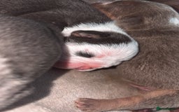 English Bulldog dogs for sale: BRITISH BULLDOG MALE/FEMALE - Image 4