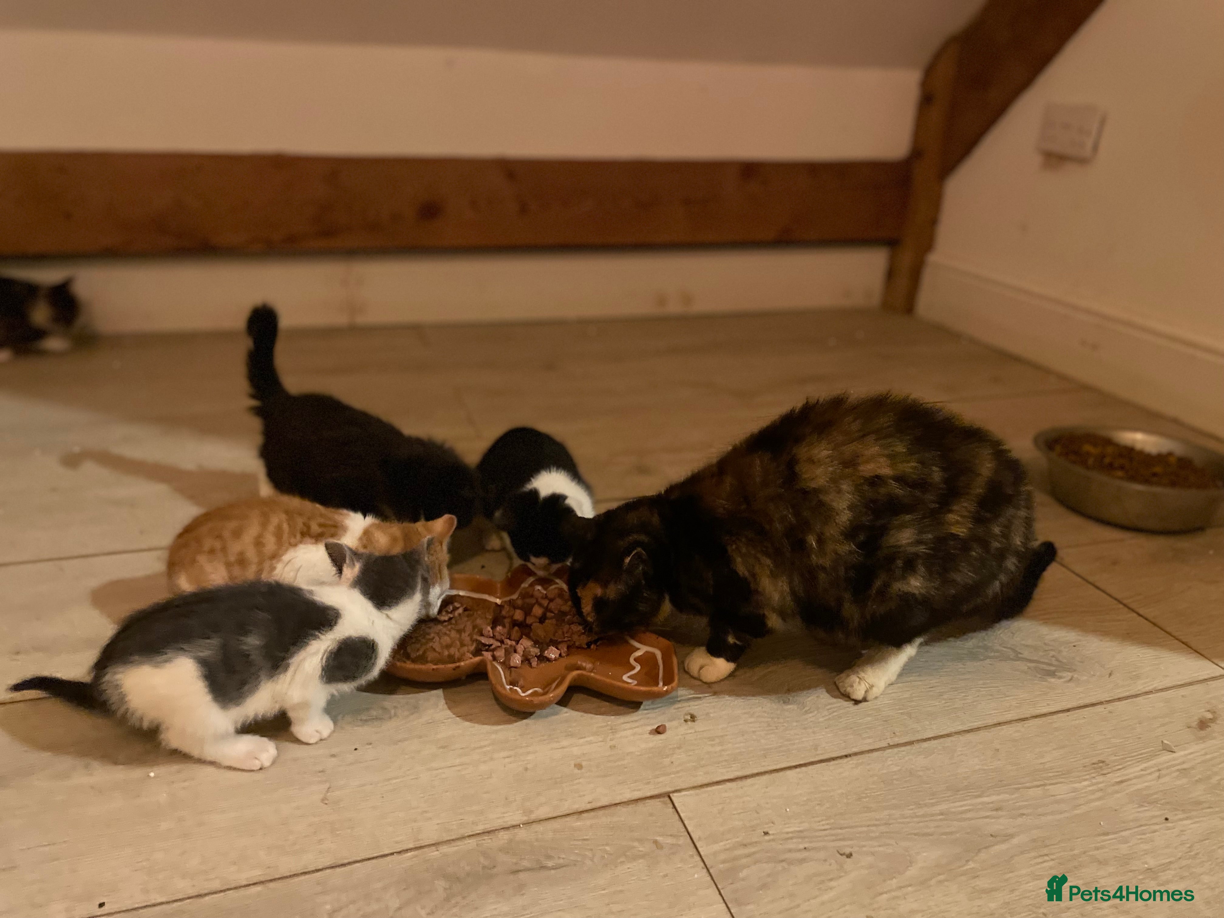 Mixed Breed cats Vaccinated health checked stunning Kittens - Advert 11