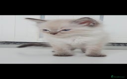 Ragdoll cats for sale: Seal and lynx point mitted kittens - Image 13