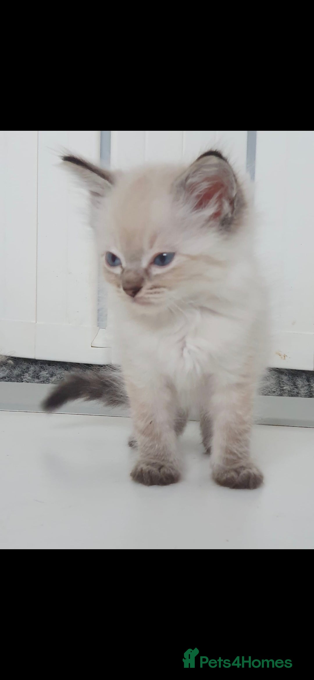 Ragdoll cats for sale: Seal and lynx point mitted kittens - Image 13