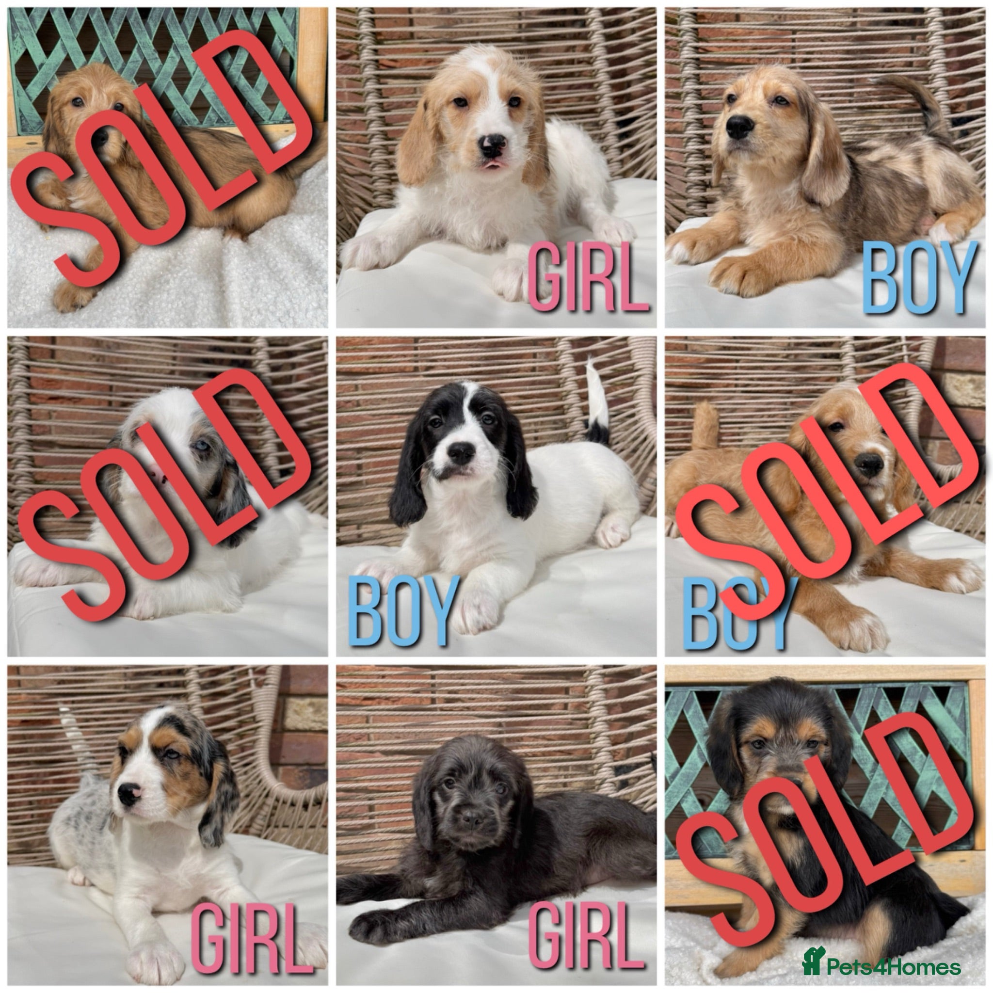 Mixed Breed dogs ⭐️⭐️Poogle Puppies (Beagle x Miniature Poodle)⭐️⭐️ - Advert 1