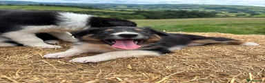 Border Collie 7