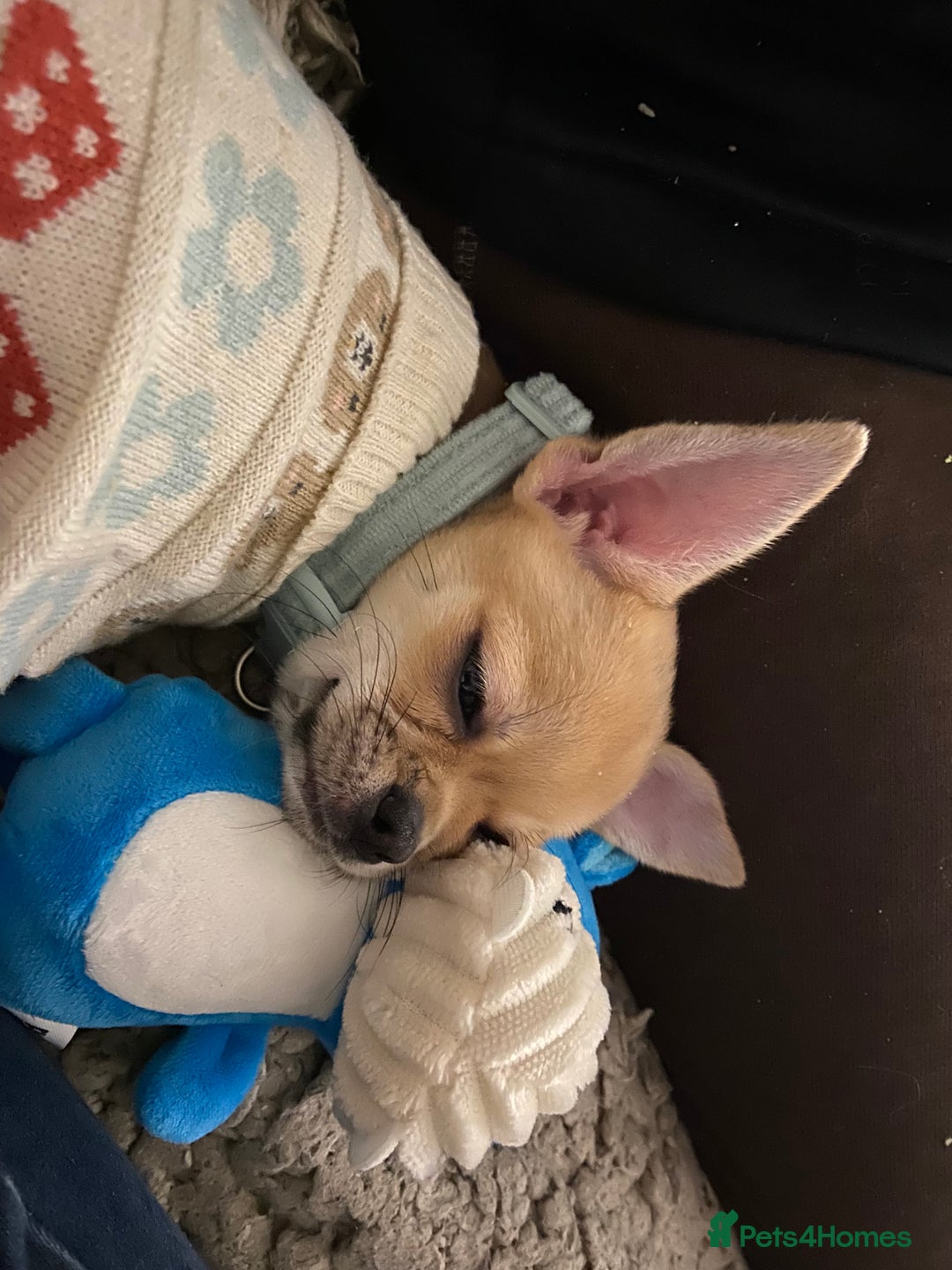 Chihuahua dogs for adoption: Adorable and cute Chihuahua Boy 12 wks - Advert 3