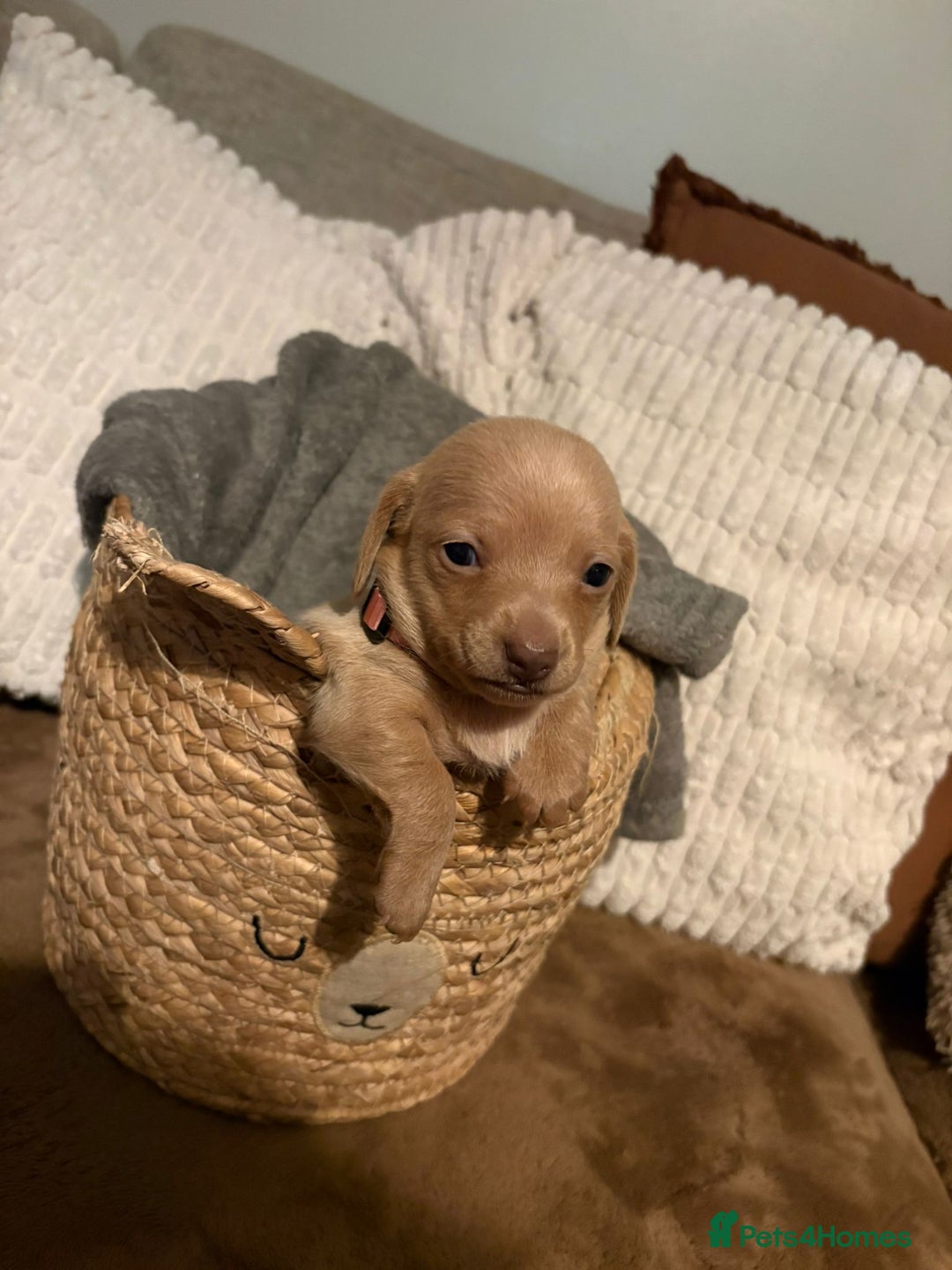 Miniature Dachshund dogs for sale: Miniature dachshund puppies forsale - Advert 13