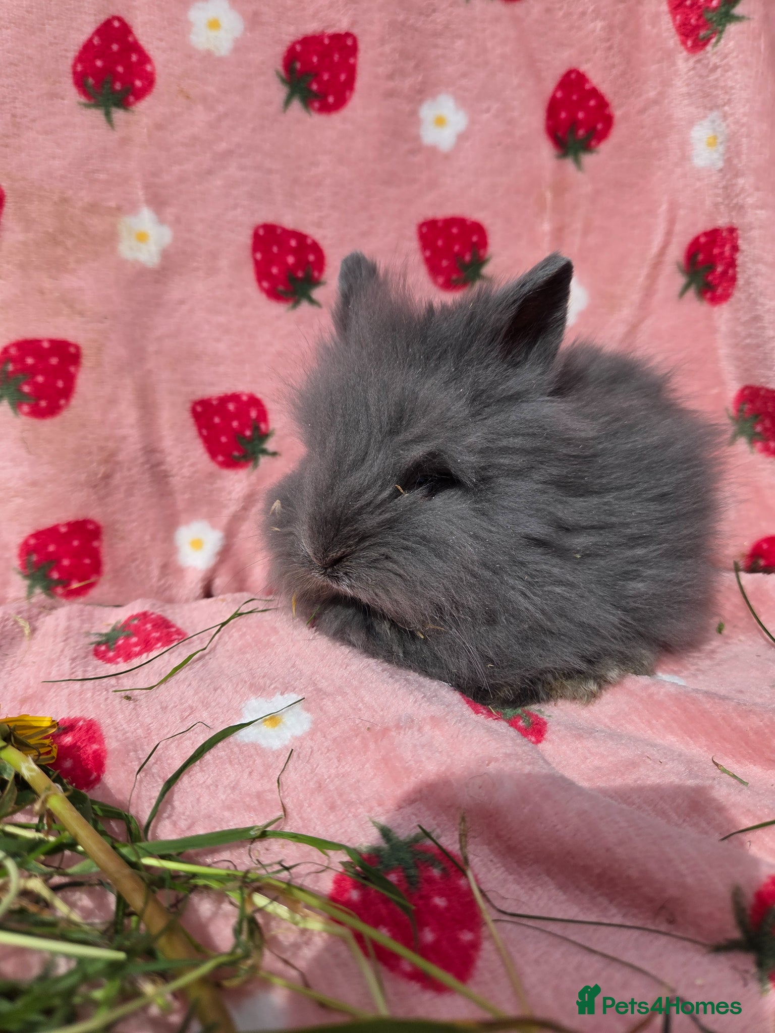 Lionhead rabbits Smokey Blue Grey double main lionhead  - Advert 2