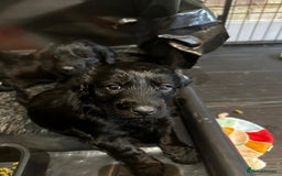 Cockapoo dogs for sale: Exceptional cockapoo pups- 1 Boy, 1 Girl left!! - Image 22
