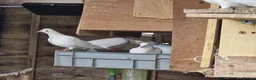 Pigeons birds for sale: White Tumbler baby pigeon for sale - Advert 10