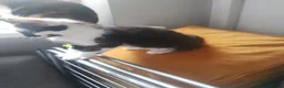 Mixed Breed cats for sale: Adorable Kittens looking for Homes  - Advert 5