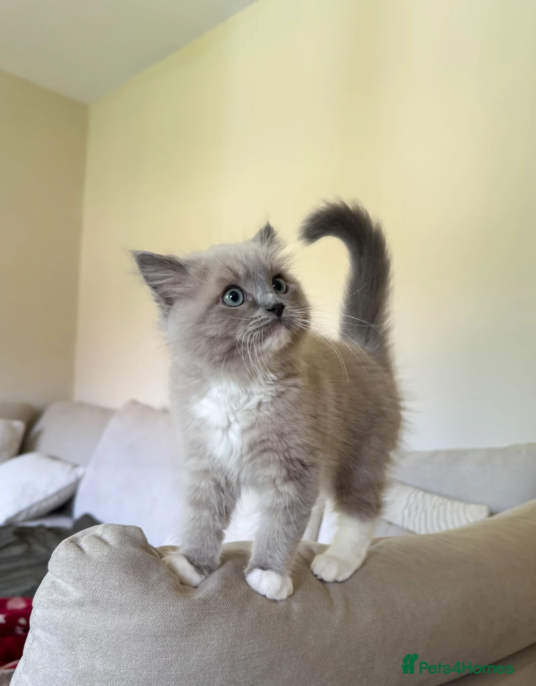 Ragdoll cats for sale: Rare blue mink mitted male  - Advert 1