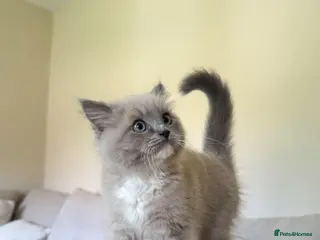 Ragdoll cats Rare blue mink mitted male - Advert 1