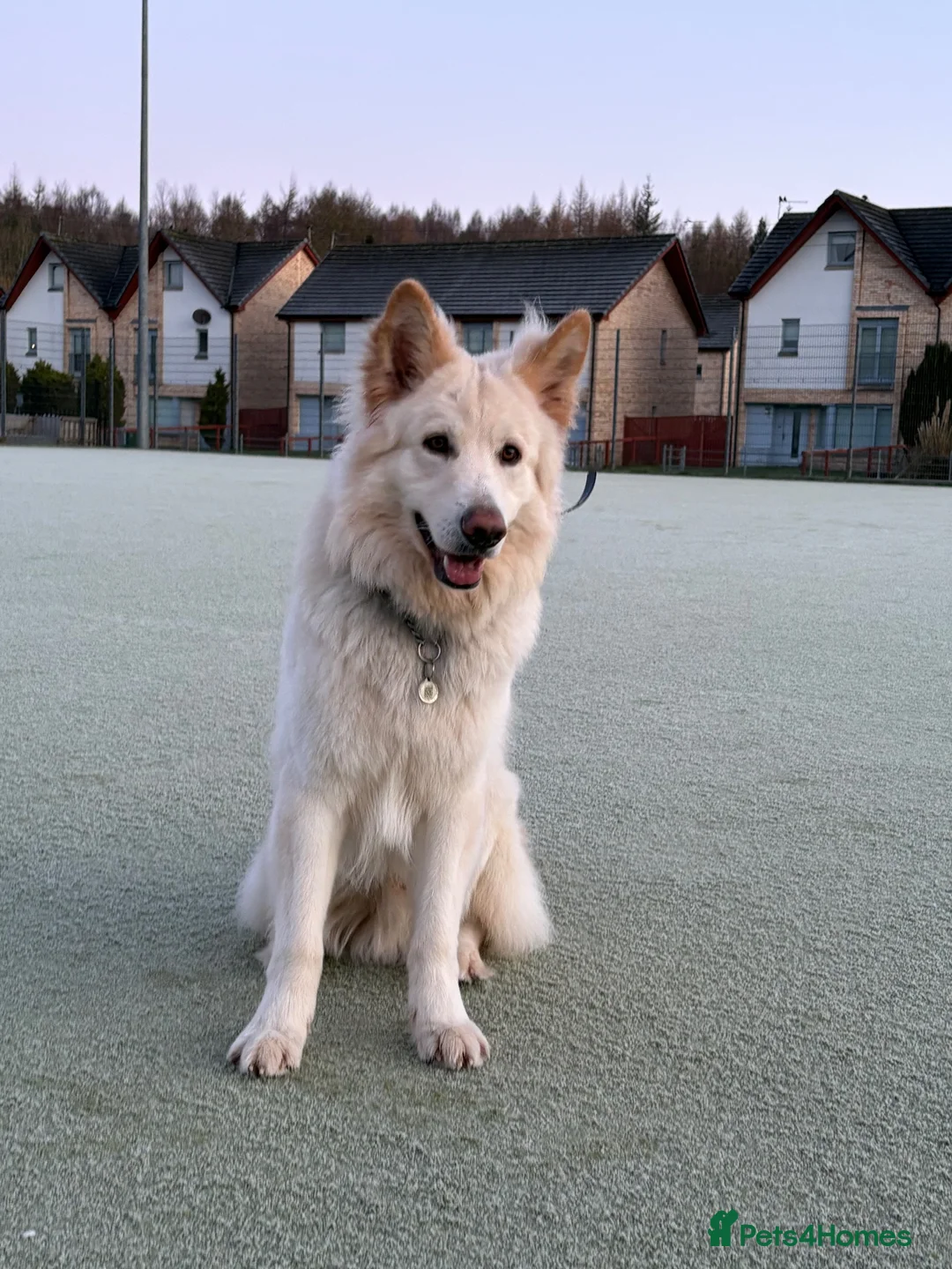 German Shepherd dogs for sale: Moonlight in Glasgow - Advert 1