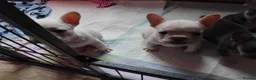 French Bulldog dogs for sale: 1 white puppy left of pur litter - Advert 1
