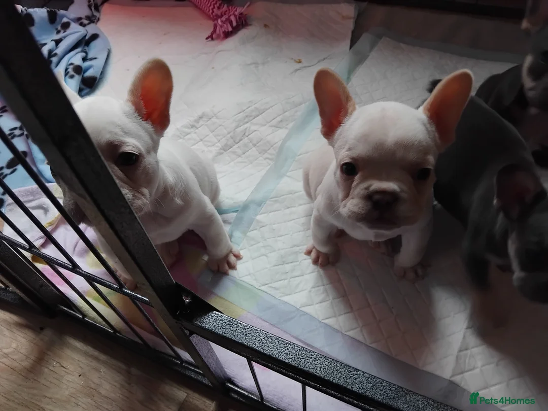 French Bulldog dogs for sale: 1 white puppy left of pur litter - Advert 1