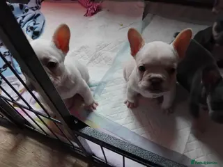 French Bulldog dogs 4 beautiful french bulldog pups - Advert 11