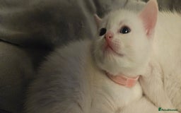Mixed Breed cats for sale: Scottish straight cross kittens - Image 12