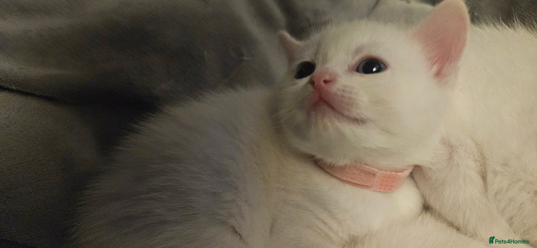 Mixed Breed cats for sale: Scottish straight cross kittens - Image 12