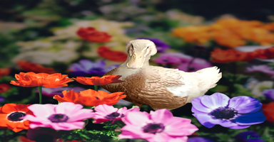 Ducks poultry - Advert 19