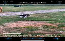 Border Collie dogs for sale: Border collie puppies  - Image 14
