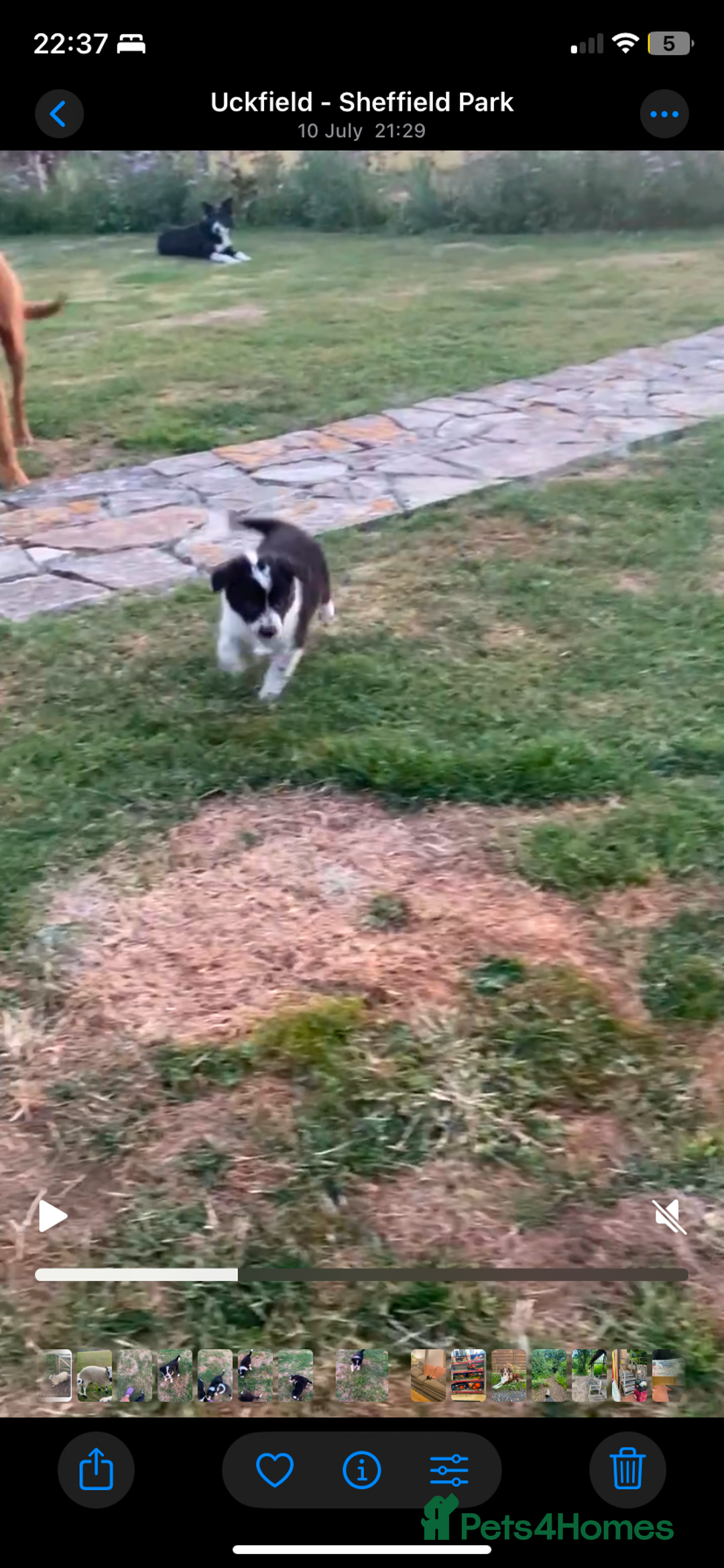 Border Collie dogs for sale: Border collie puppies  - Image 14