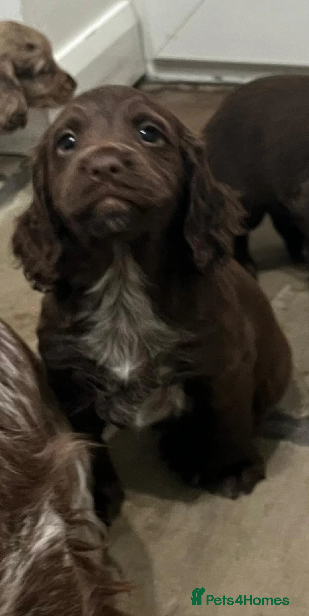 Cocker Spaniel dogs for sale: Cocker spaniels - Advert 7