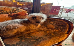 Bedlington Terrier dogs for sale: bedlington cross whippets - Image 6