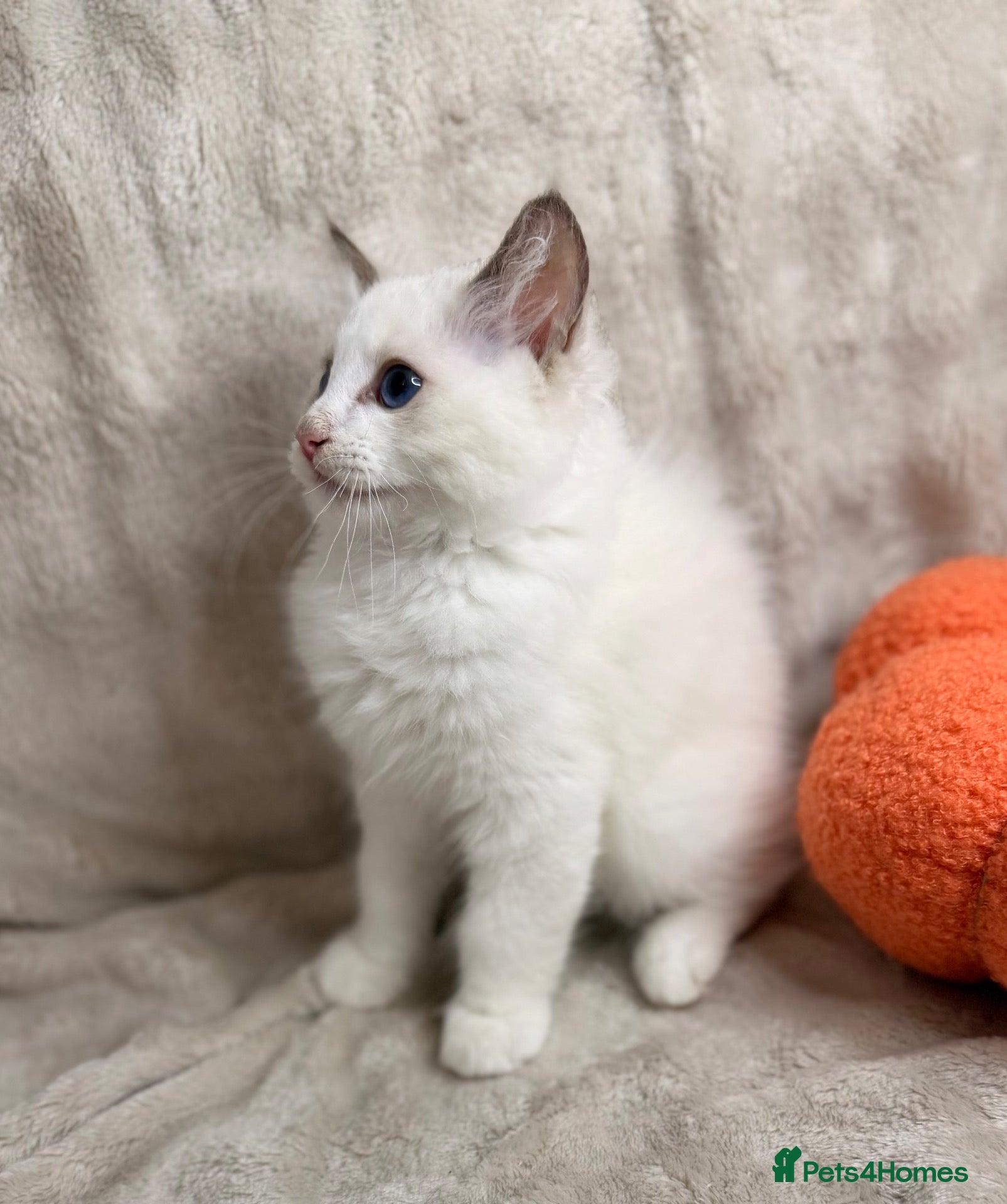 Ragdoll cats 💫 PEDIGREE DNA HEALTH TESTED BICOLOUR RAGDOLL  🩵 - Advert 2