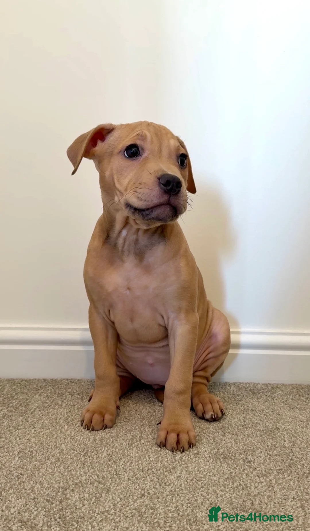 Mixed Breed dogs for sale: Bullmastiff cross - Advert 3