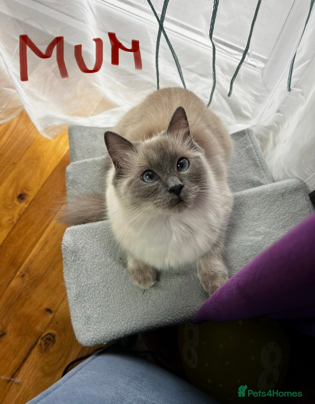 Ragdoll cats for sale: Ragdoll kittens blue point and seal point  - Advert 2