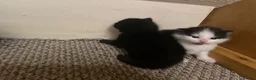 Domestic Shorthair cats for sale: Beautiful fluffy kittens  - Advert 3