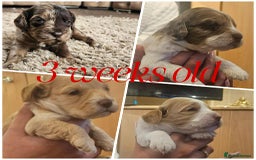 Cockapoo dogs for sale: 8 gorgeous cockapoo puppies - Advert 26