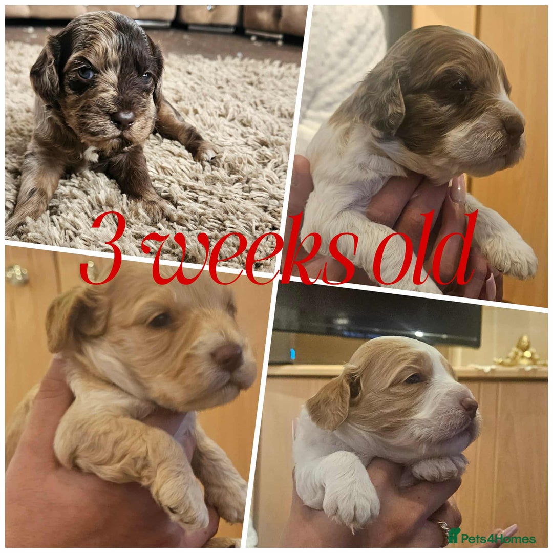 Cockapoo dogs for sale: 8 gorgeous cockapoo puppies - Advert 26