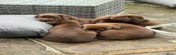 Labrador Retriever dogs for sale: Oldfashioned chunky chocolate labrador bitch puppy in Bury - Advert 2