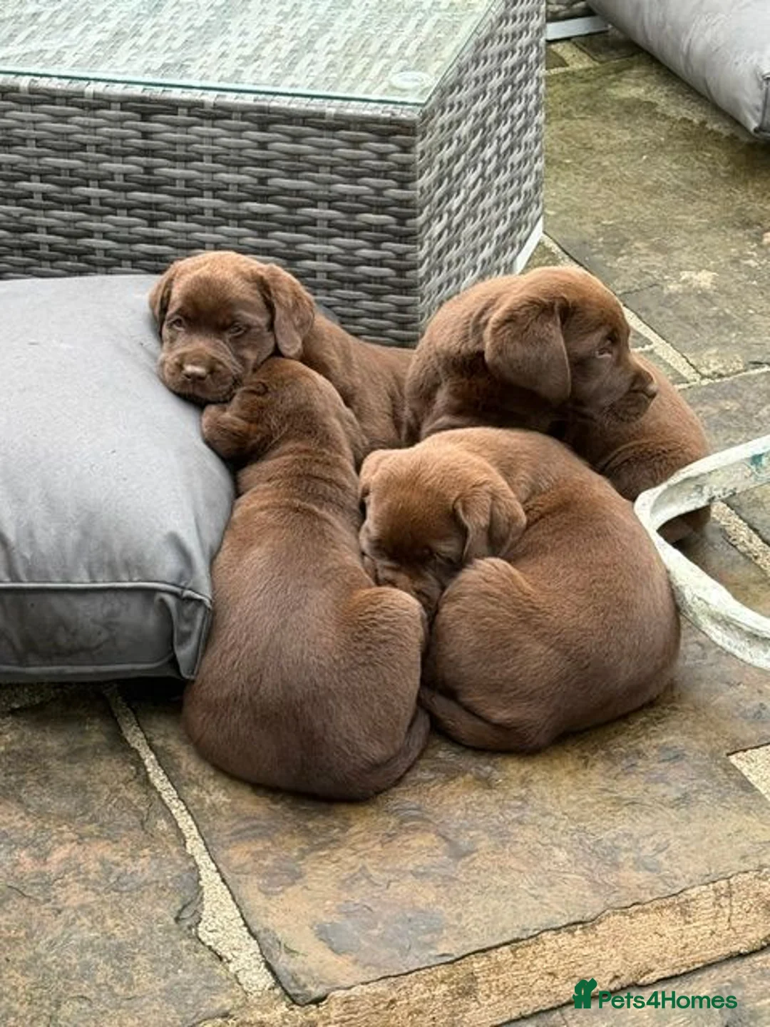 Labrador Retriever dogs for sale: Oldfashioned chunky chocolate labrador bitch puppy in Bury - Advert 2