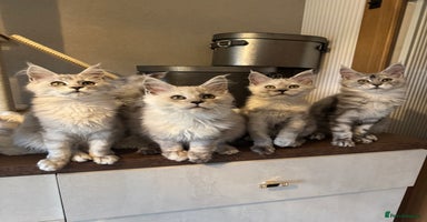 Maine Coon cats - Advert 5