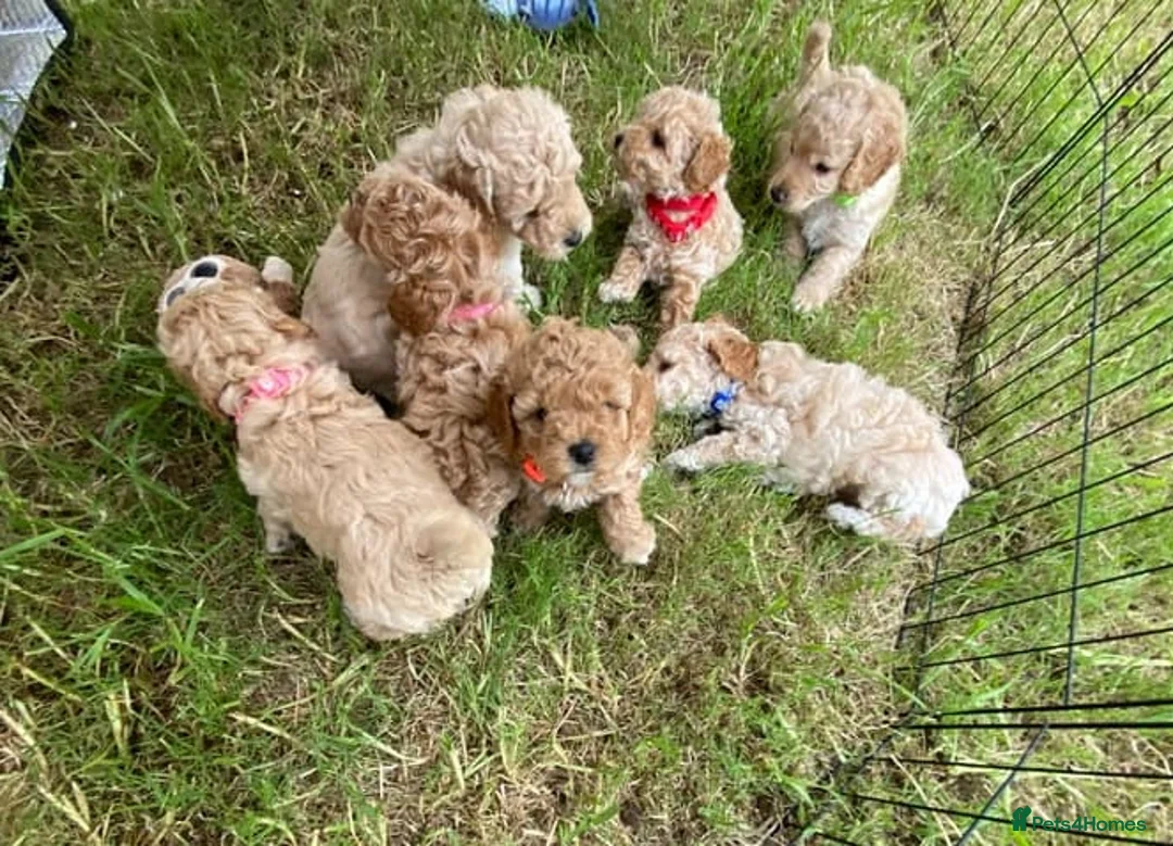 Cockapoo dogs for sale: From Our Home to Yours–Puppies Waiting for You in Cardiff - Advert 1