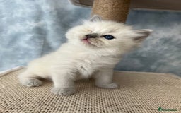 Ragdoll cats for sale: Unique patterned fluffy Ragdoll kittens - Image 21