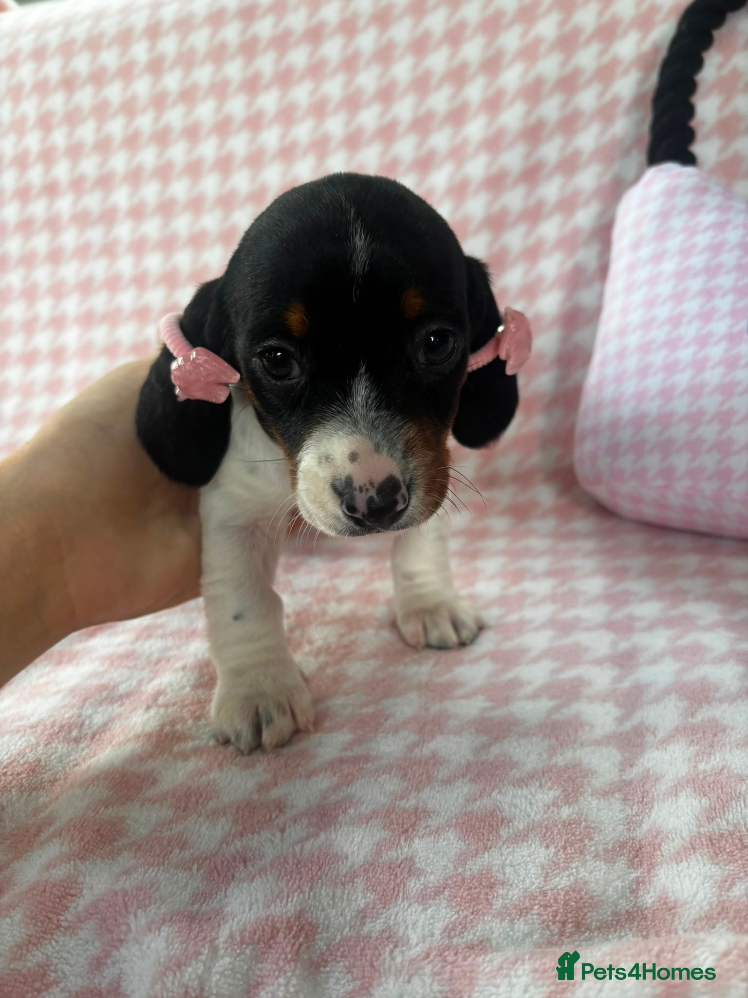 Miniature Dachshund dogs for sale: Miniature dachshund puppies - Advert 7