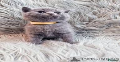 British Shorthair cats - Advert 10