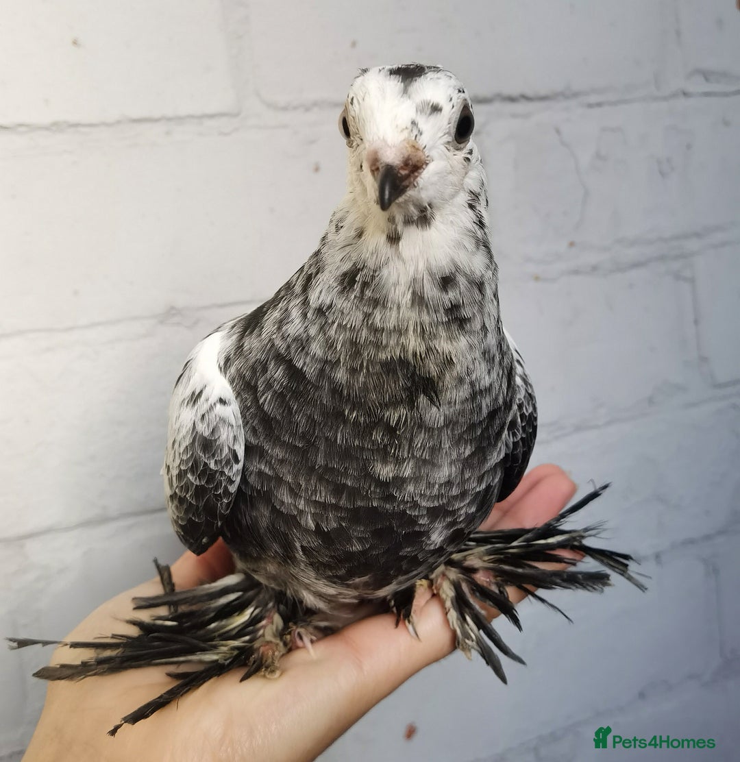 Pigeons birds for sale: Pigeons [Semi Hand-Raised] - Fancy & Racing Breeds - Advert 12