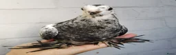 Pigeons birds for sale: Pigeons [Semi Hand-Raised] - Fancy & Racing Breeds - Advert 12