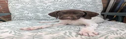 German Shorthaired Pointer dogs for sale: Beautiful German short haired pointer puppy's  - Advert 13