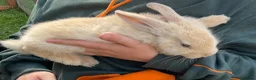 Mini Lop rabbits for sale: X5 Mini Lop Bunnies in Wednesbury - Advert 7
