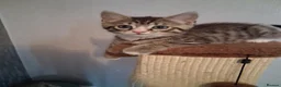 Mixed Breed cats for sale: Male kitten  in Cowdenbeath - Advert 5