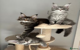 Maine Coon cats for sale: Gorgeous Pure Breed Maine Coon Kittens - Image 6