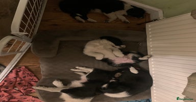 Border Collie dogs - Advert 4