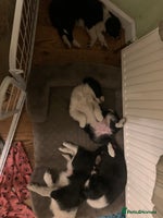 Border Collie dogs - Advert 3