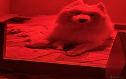 Samoyed dogs for sale: KC reg. Samoyed puppies with champ bloodline  - Advert 4