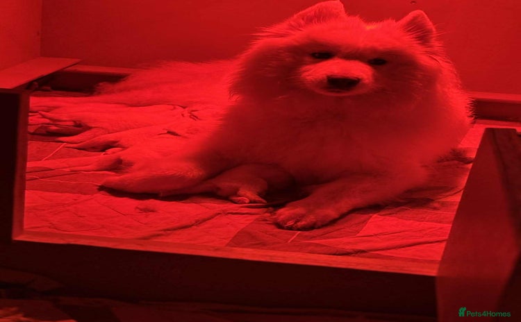 Samoyed dogs KC reg. Samoyed puppies with champ bloodline  - Advert 1